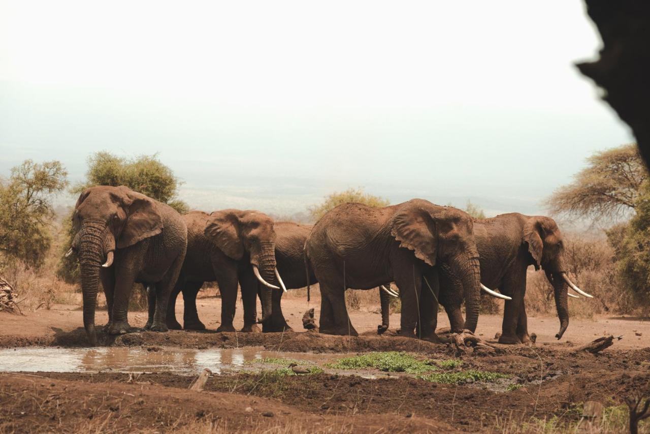 Tawi Lodge Amboseli Kültér fotó
